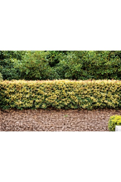 Osmanthus heterophyllus Goshiki